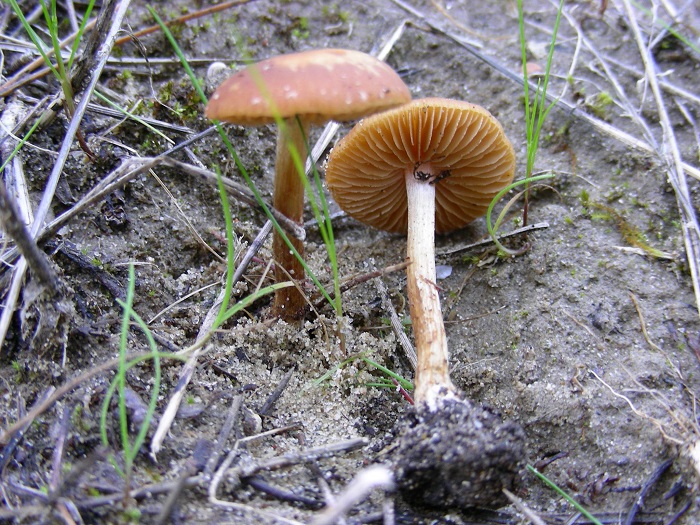 592 Febbraio vecchio ritrovamento